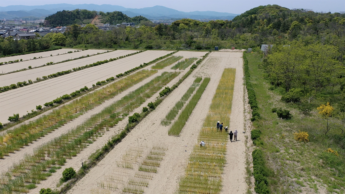 鳥取大学乾燥地研究センター実験圃場。
毎年、数万個体のムギ類植物を栽培し、研究室メンバーが一丸となって交配実験や形質調査に取り組んでいます。