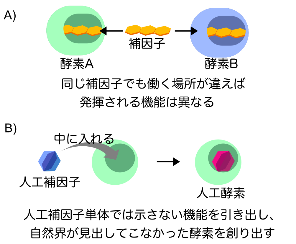 （A）酵素と補因子　（B）人工酵素研究
