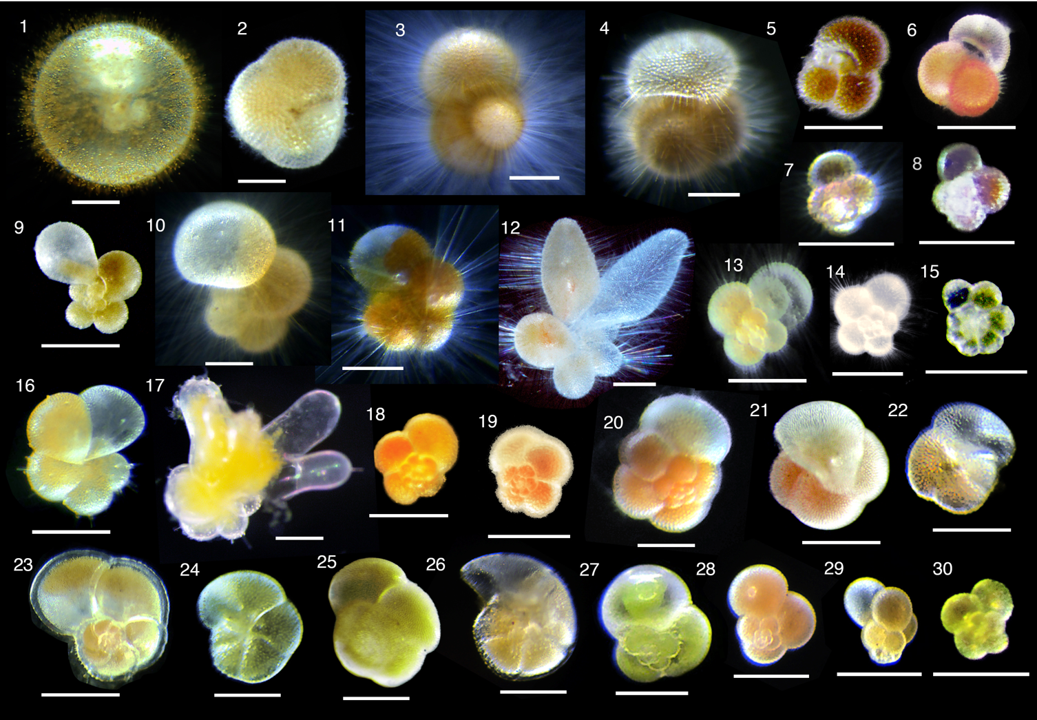 浮遊性有孔虫のさまざまな種。炭酸カルシウムの殻に細胞質が入っており、多様な色は共生藻の色とも関係しています。