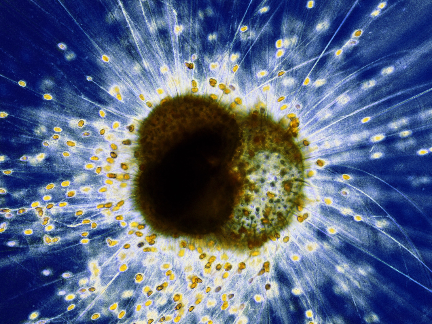 渦鞭毛藻を共生させる浮遊性有孔虫。共生藻は宿主の仮足（細胞の一部）に包まれており、有孔虫の殻の外に存在していても、細胞内共生の状態にあります。