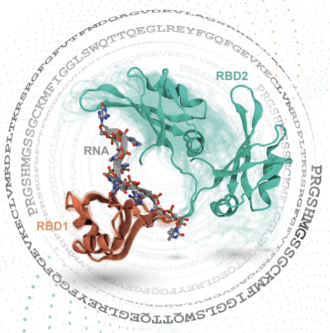 タンパク質と核酸が大きく構造を揺らがせて結合し、複合体を形成するプロセス