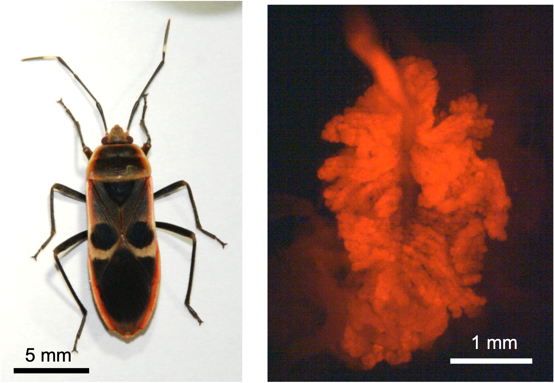 研究対象のカメムシ（左）と赤色蛍光タンパク質を発現する遺伝子組換え共生細菌を感染させたカメムシ消化管（右）