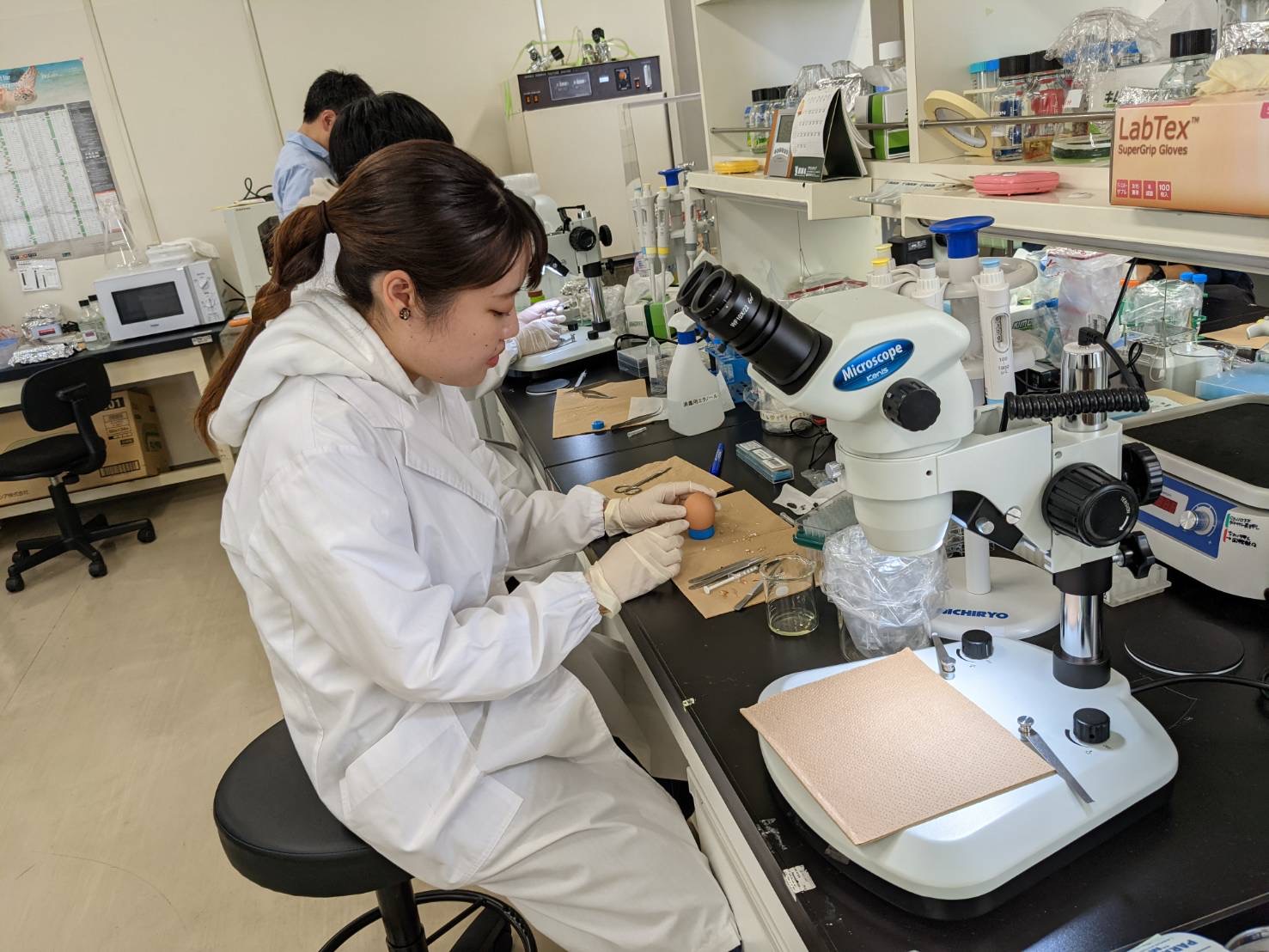 研究室の学生さんがニワトリの殻を開けて発生中の胚操作を行っているところです。研究室では様々な動物の胚操作や遺伝子導入を行っています。