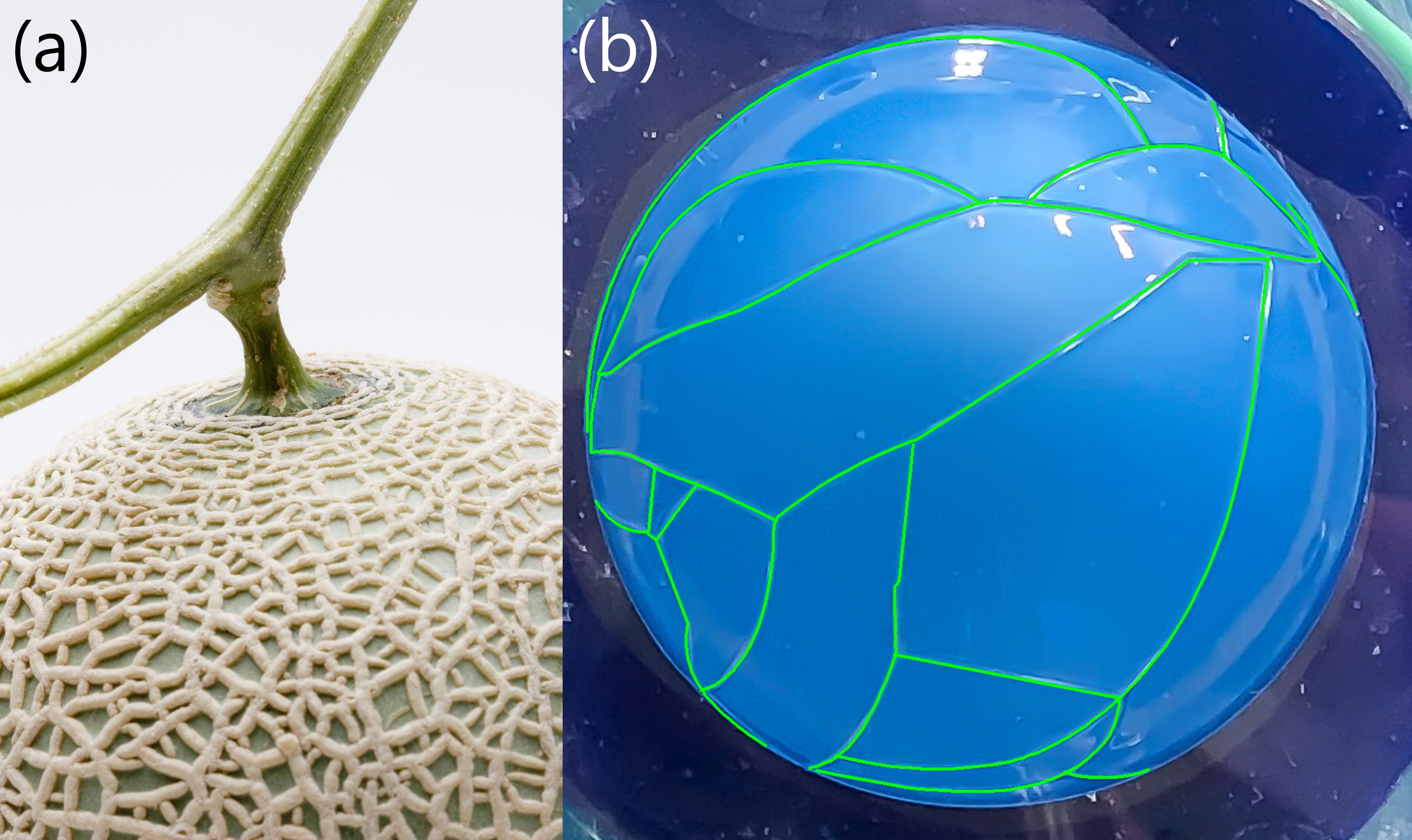 マスクメロンの網目模様がなぜできるのか知っていますか？実は果実の成長によって生じた表面の亀裂に内側から分泌液が染み出して固まったものだと言われています。この網目模様に着想を得て、薄いものにおいて亀裂がどのように進展するか研究しています。