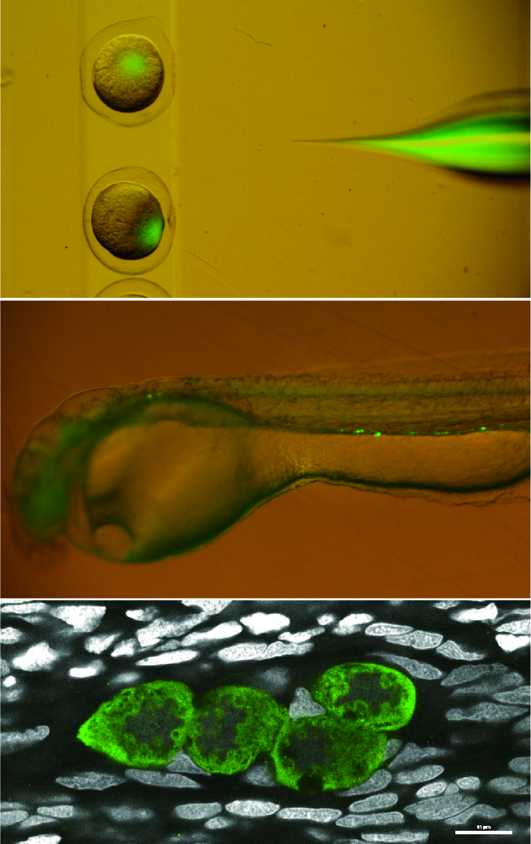 上段：ドジョウの受精卵への顕微注入。中段：生殖細胞が緑色蛍光タンパク質（GFP）で光ったドジョウの孵化胚。下段：共焦点レーザー顕微鏡で撮影した生殖細胞（緑）。グレーは細胞の核。
