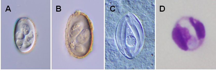 新種として発表した寄生虫たち。A、B： アマミノクロウサギの腸管に寄生する寄生虫（A：<i> Eimeria furnessi</i>、B： <i>Eimeria hilleri</i>）。C：トノサマガエルの腎臓の寄生虫（<i>Hyaloklossia kasumiensis</i>）。D： イノシシの白血球に寄生する寄生虫（<i>Hepatozoon apri</i>）。