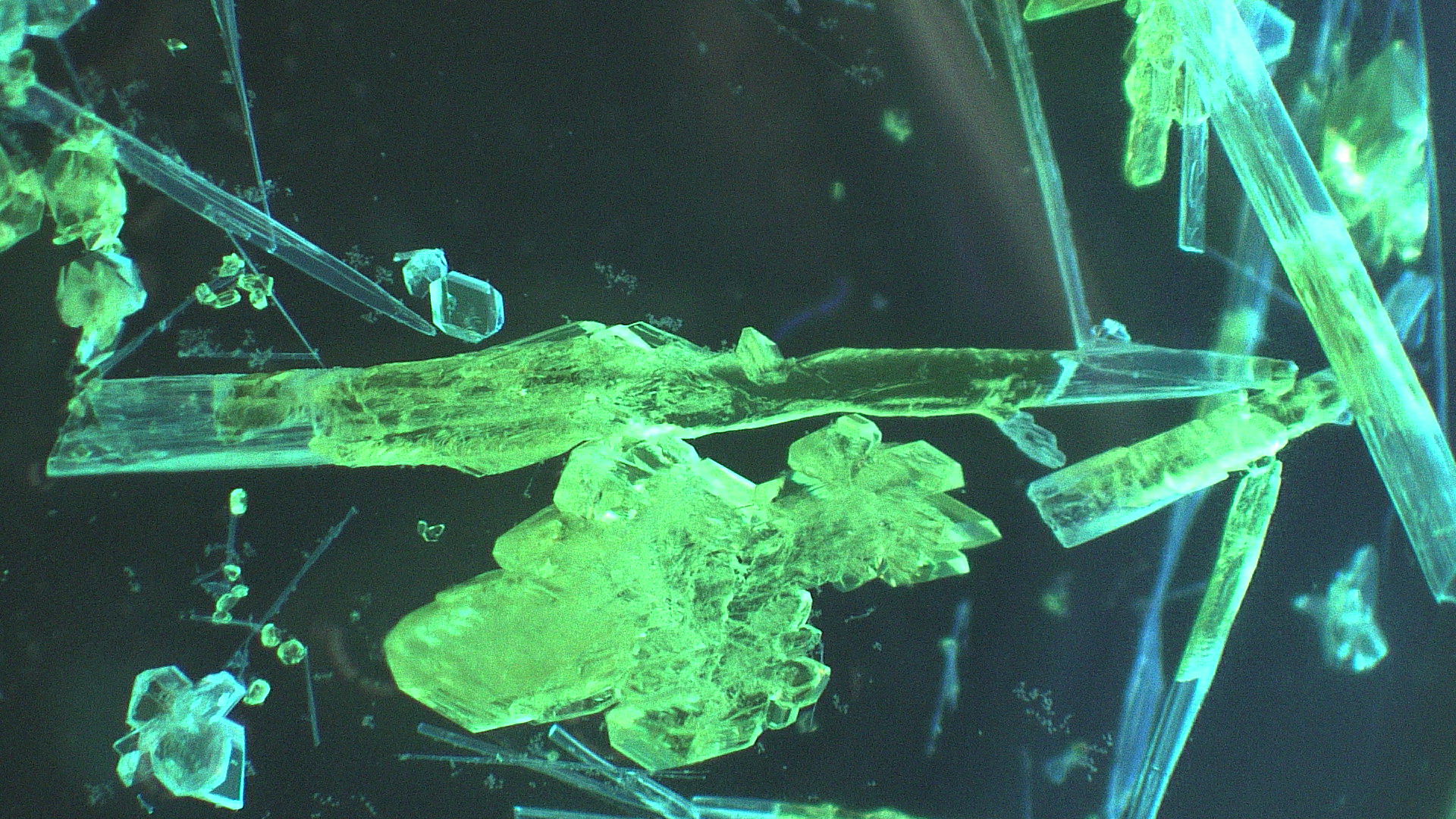 大学院生が作成し顕微鏡で撮影した結晶。同じ分子なのに、結晶の違いによって全く発光や形状が異なります。