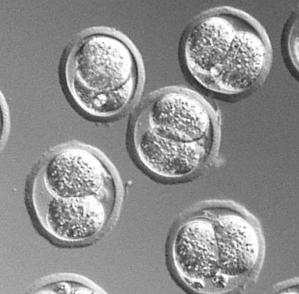 マウスの胚でのDNAメチル化の様子も調べます。写真は、受精卵が1回分裂してできた、2細胞期の胚。