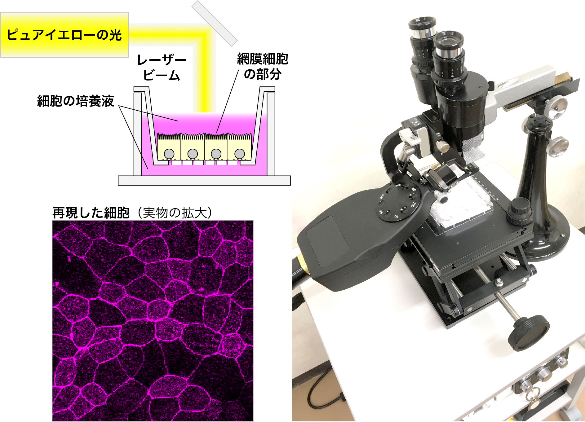 研究のために組み上げたレーザー照射実験系とiPS細胞から変化させた網膜細胞の部分
