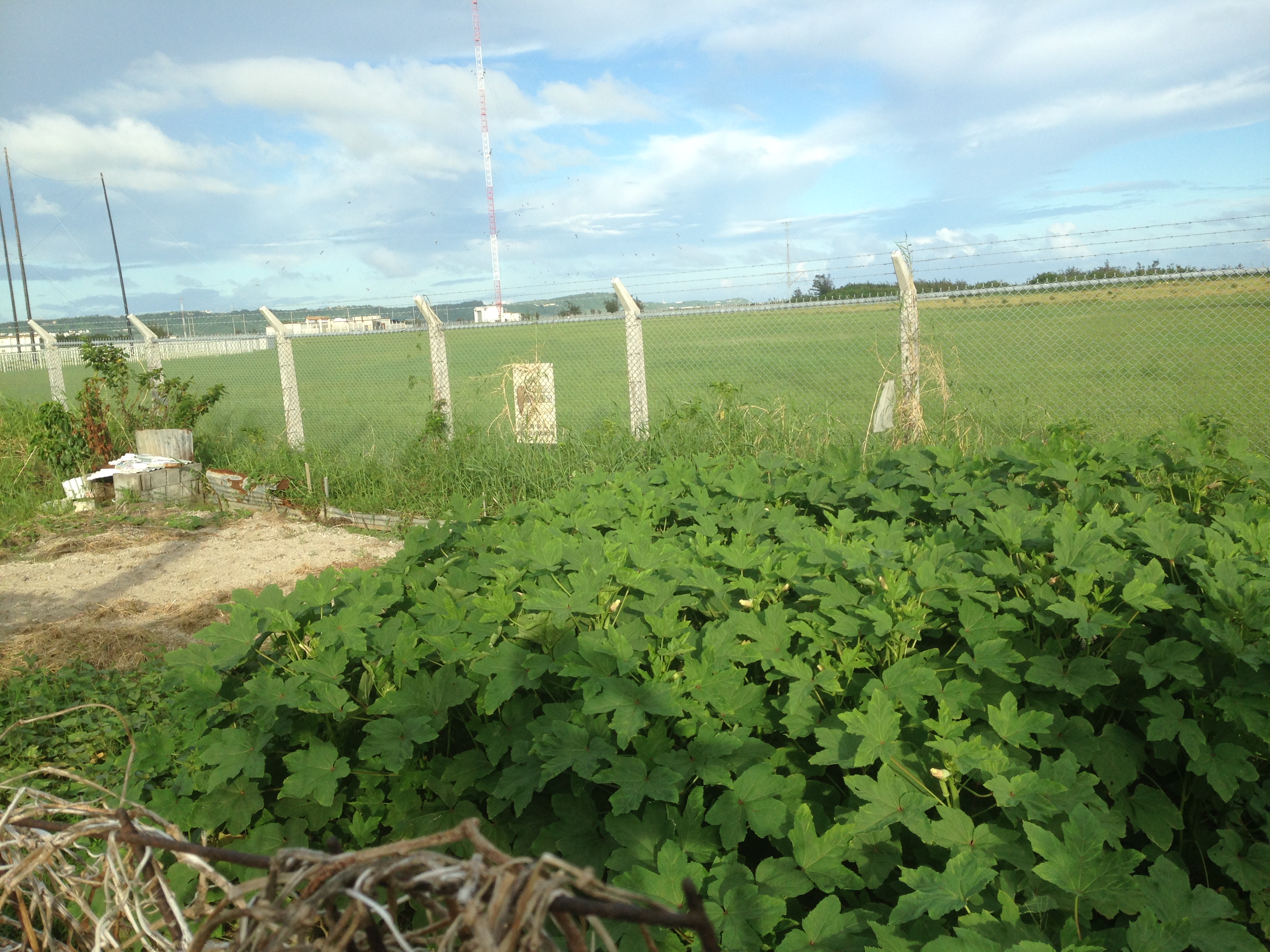 アメリカ軍施設を囲うフェンスのこちら側では、ギリギリまで畑が広がっている。
沖縄市泡瀬にて小濱撮影。