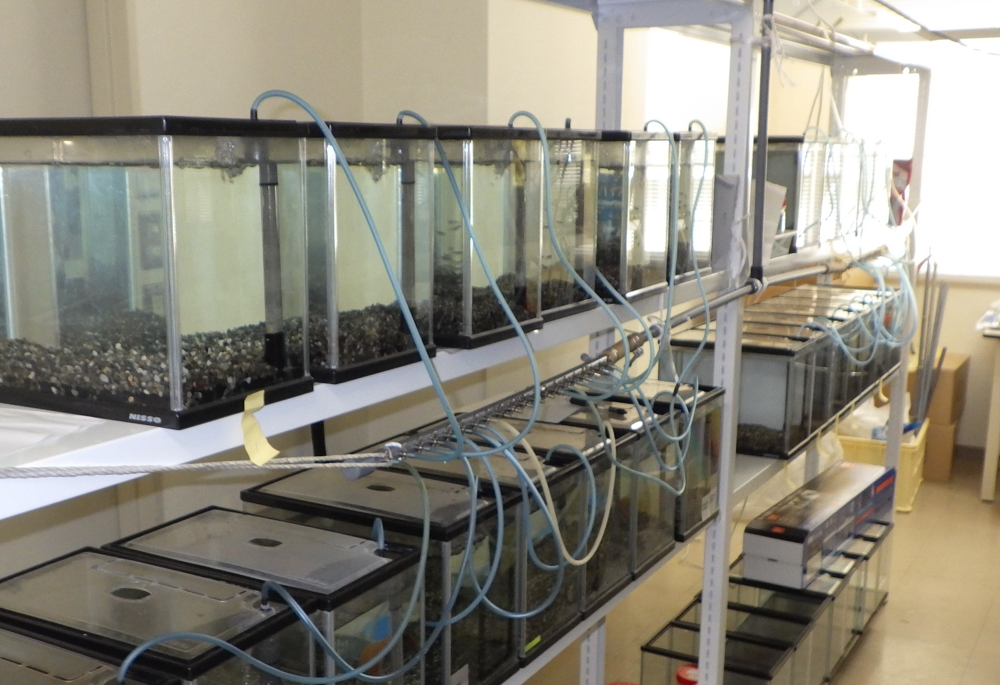 研究室では魚類の水槽実験も行っています。