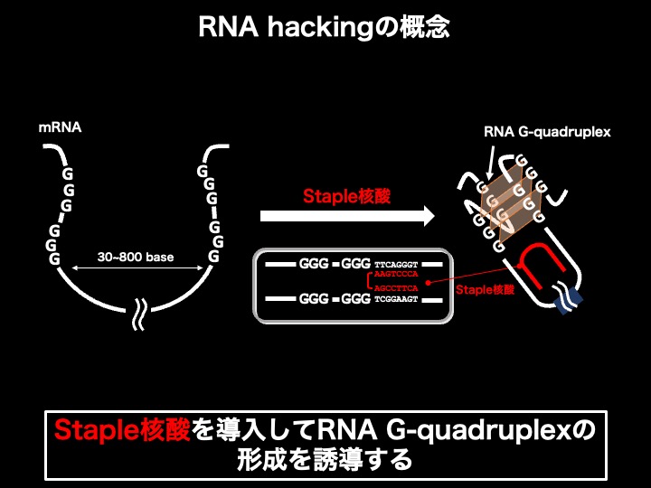 「mRNA」の形を変えるしくみ