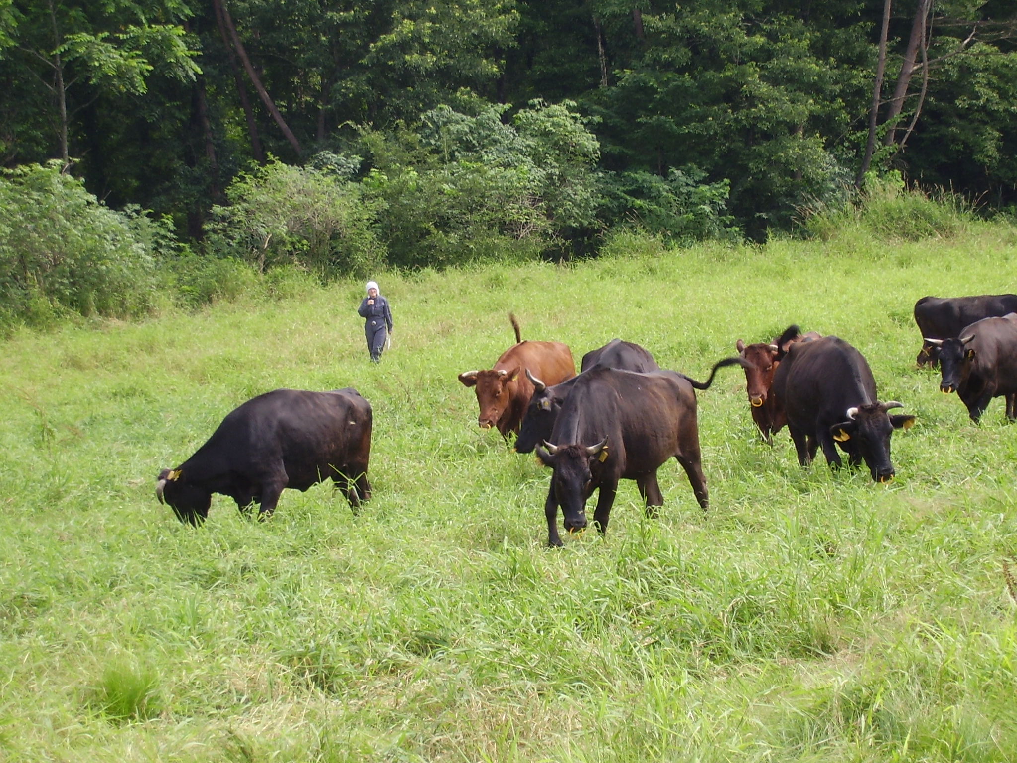 放牧牛を追う「牧場実習」のひとこま
