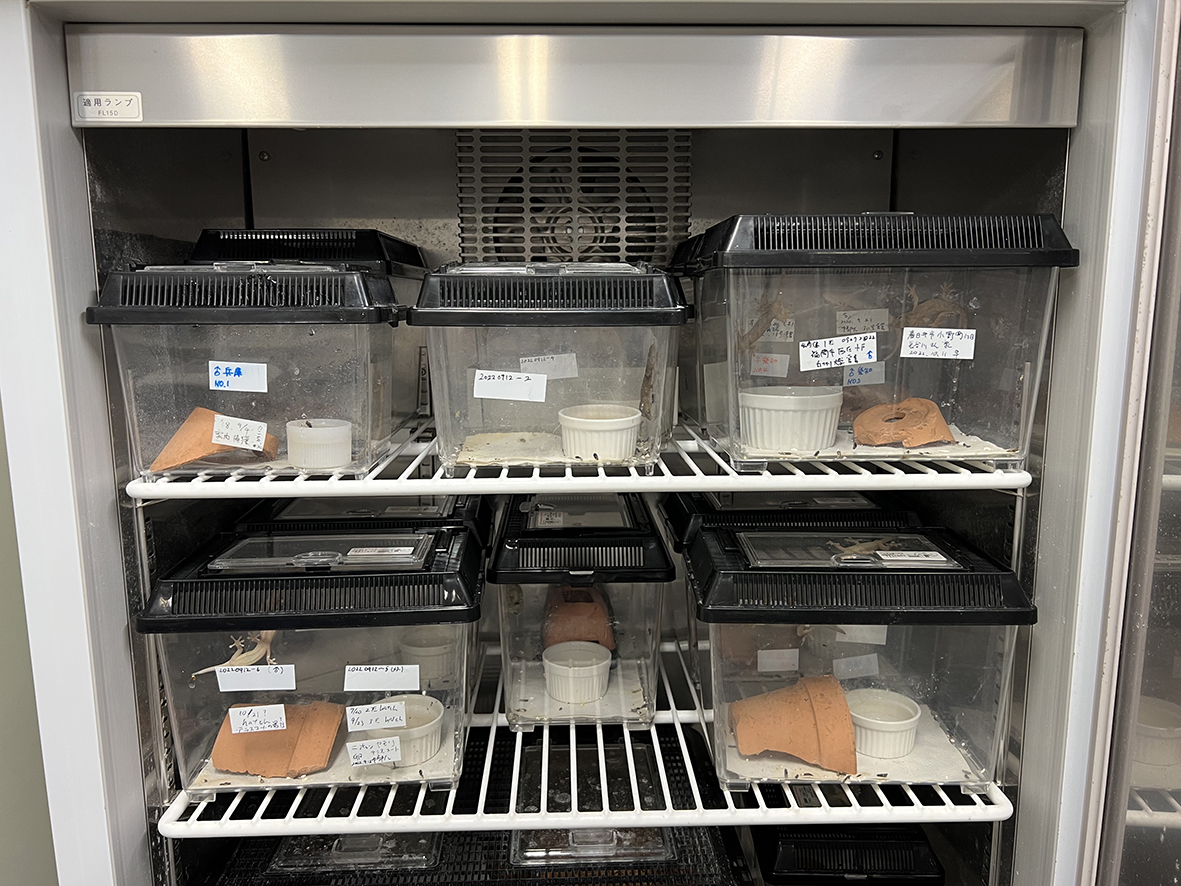 当研究室では、研究室に保温器を設置し、その中で研究に使用するヤモリを飼育・繁殖しています。産卵された卵を様々な温度で孵し、性比を調べたり、性決定に関わる遺伝子を調べたりしています。
