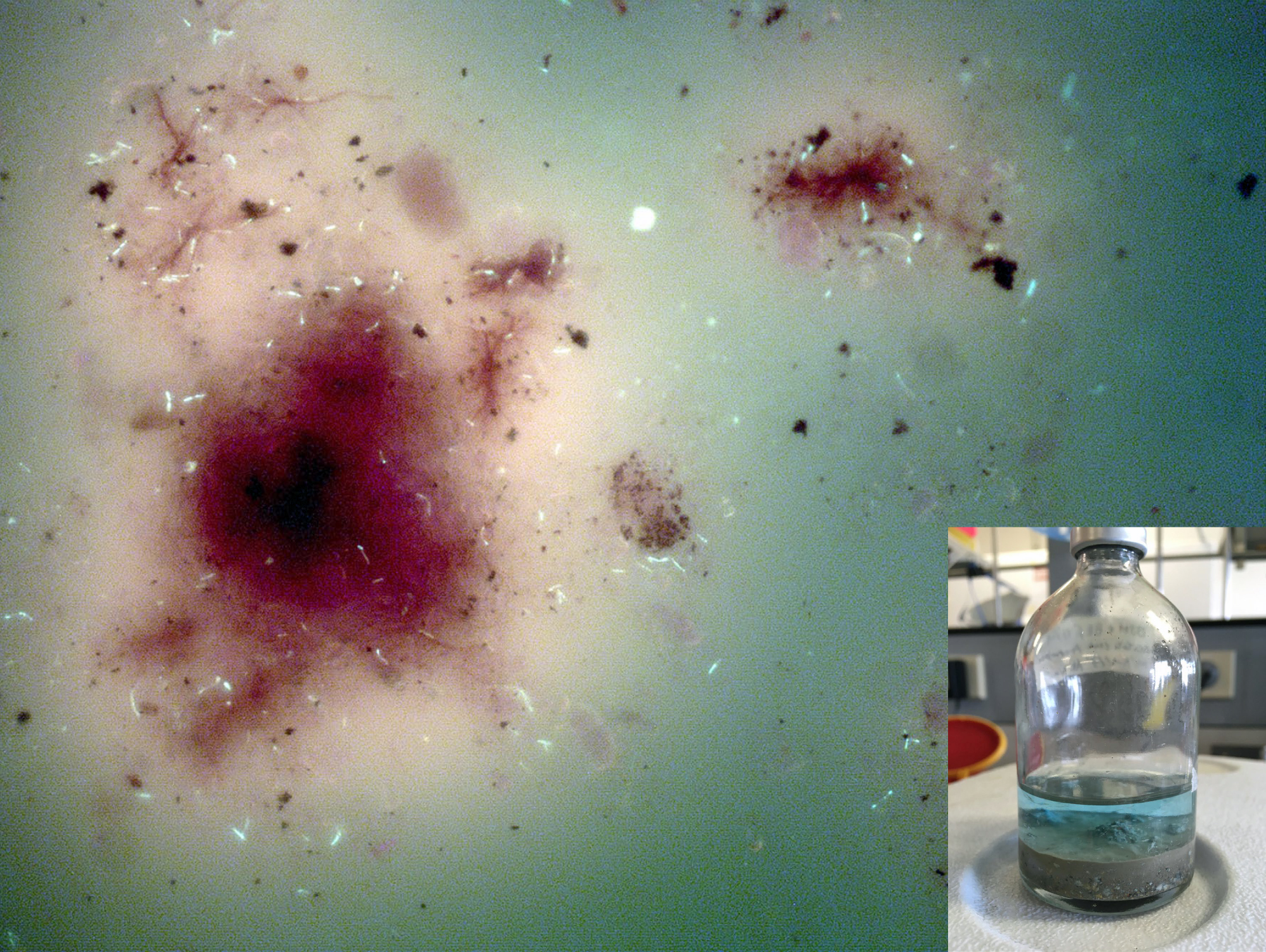 顕微鏡で撮影した金属の周りに集まる微生物（光っている部分）の様子、右下は培養している様子です。