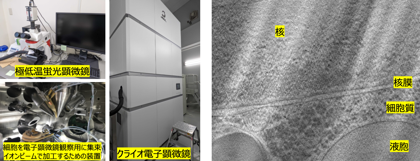 タンパク質や細胞を観察するための装置群 （左） と極低温条件下で観察した細胞核膜近傍の電子顕微鏡写真 （右）