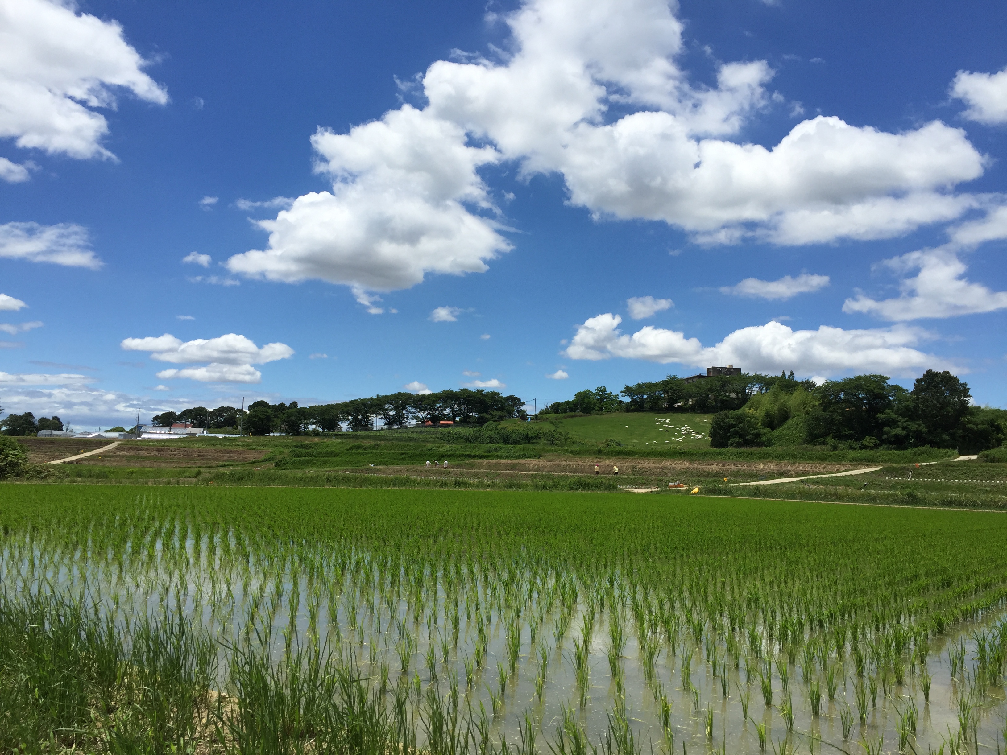 愛知県東郷町にある生命農学研究科附属の農場、東郷フィールドの様子。研究材料であるイネを東郷フィールドで育成し、大規模な遺伝解析を実施しています。