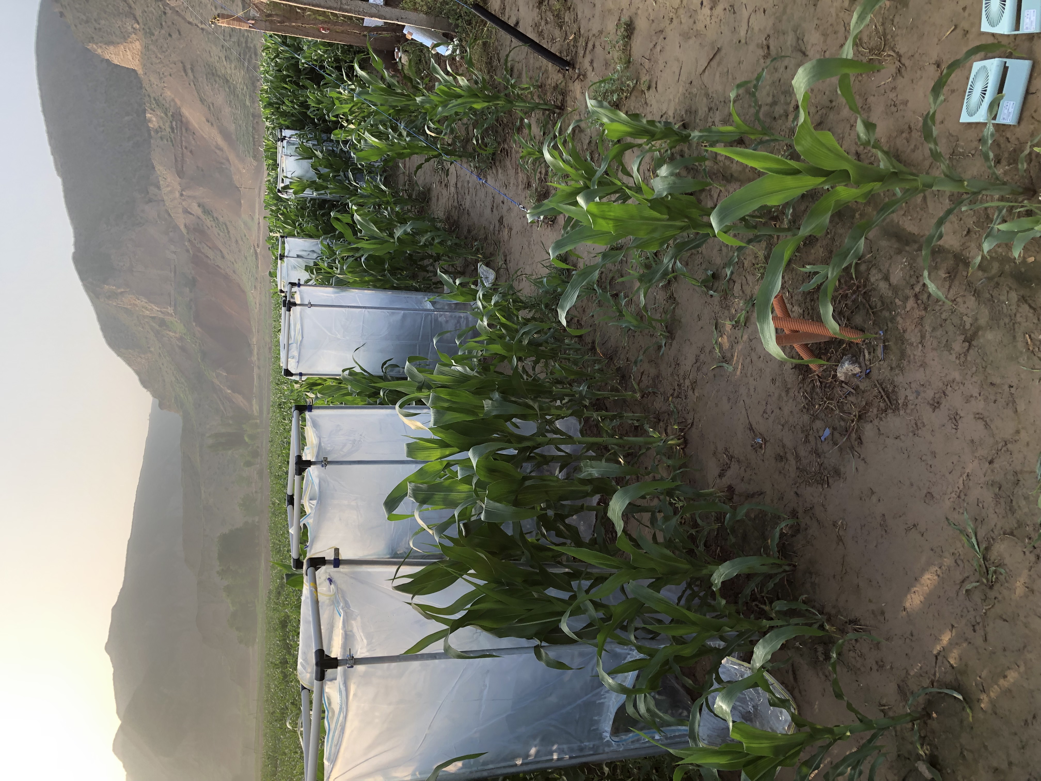 中国北西部の乾燥地農地で植物の光合成と蒸散を計測している様子