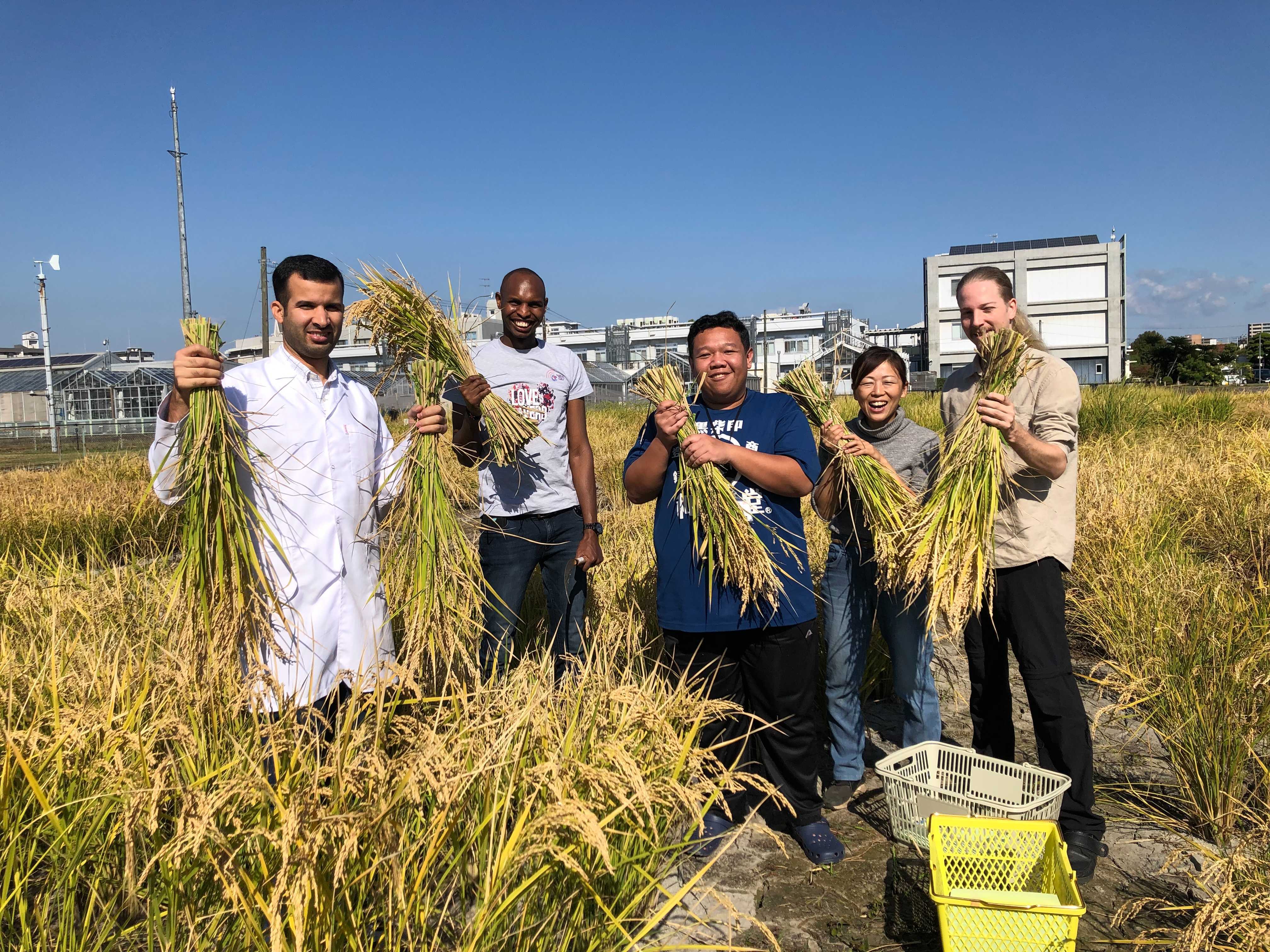 研究室の皆で、毎年実験に使うイネを収穫しています。留学生が多いのが、岡山大学 資源植物科学研究所の特徴です。