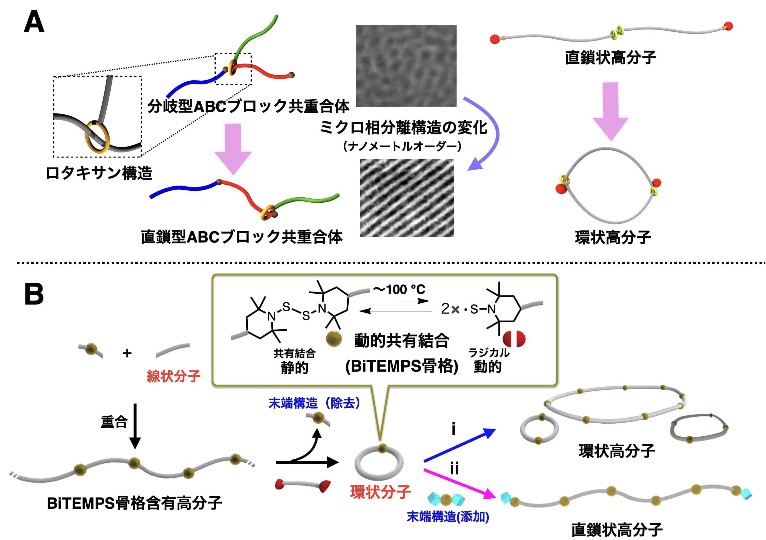 高分子のトポロジー変換に関する図。　上（A）はドーナツ型の結合を、下（B）は切れたりくっついたりする結合を利用したトポロジー変換。