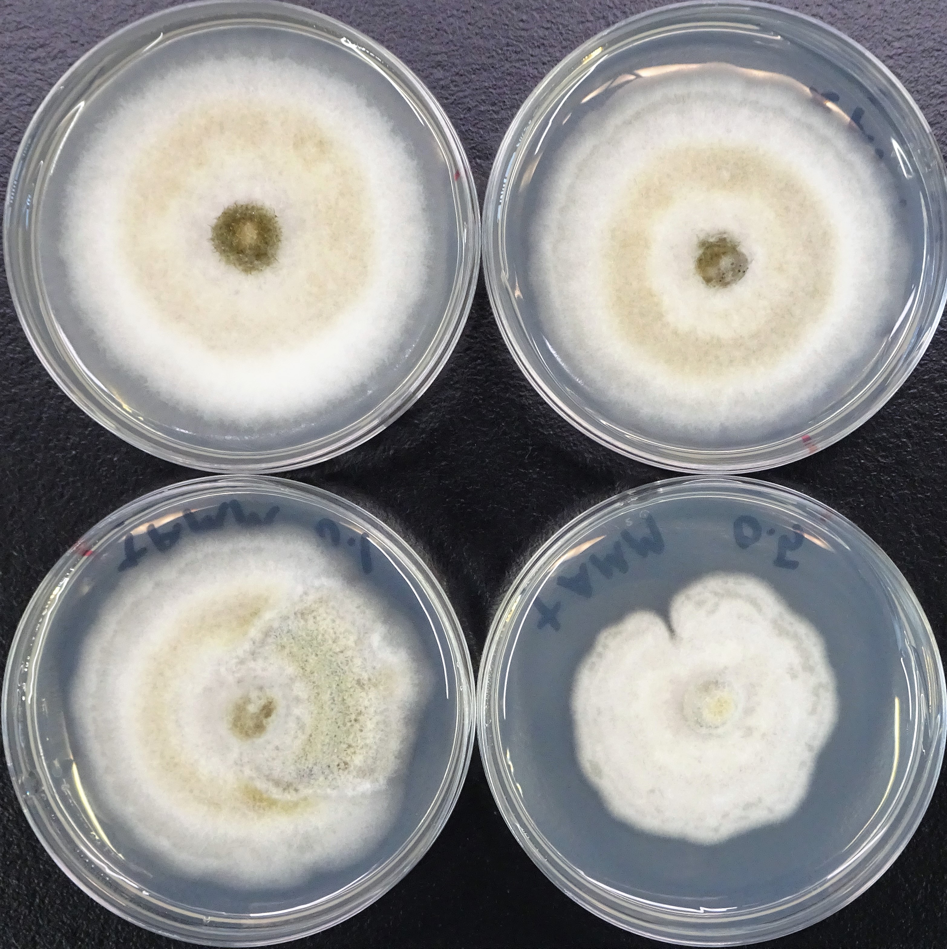 微生物（カビ）のプレート培養の一例（化合物処理による形態や色素生産の変化を探索）