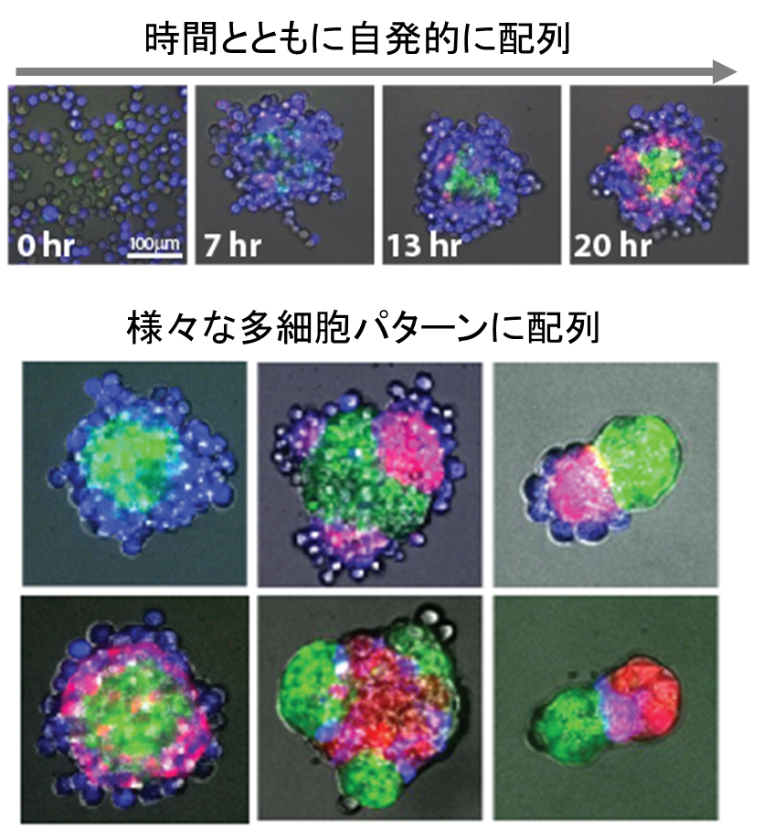 細胞（左上画像で見える粒粒の１つ１つ）が別の細胞の色やくっつきやすさを変化させるようにプログラムすることで、様々なパターンを自ら作り出します。