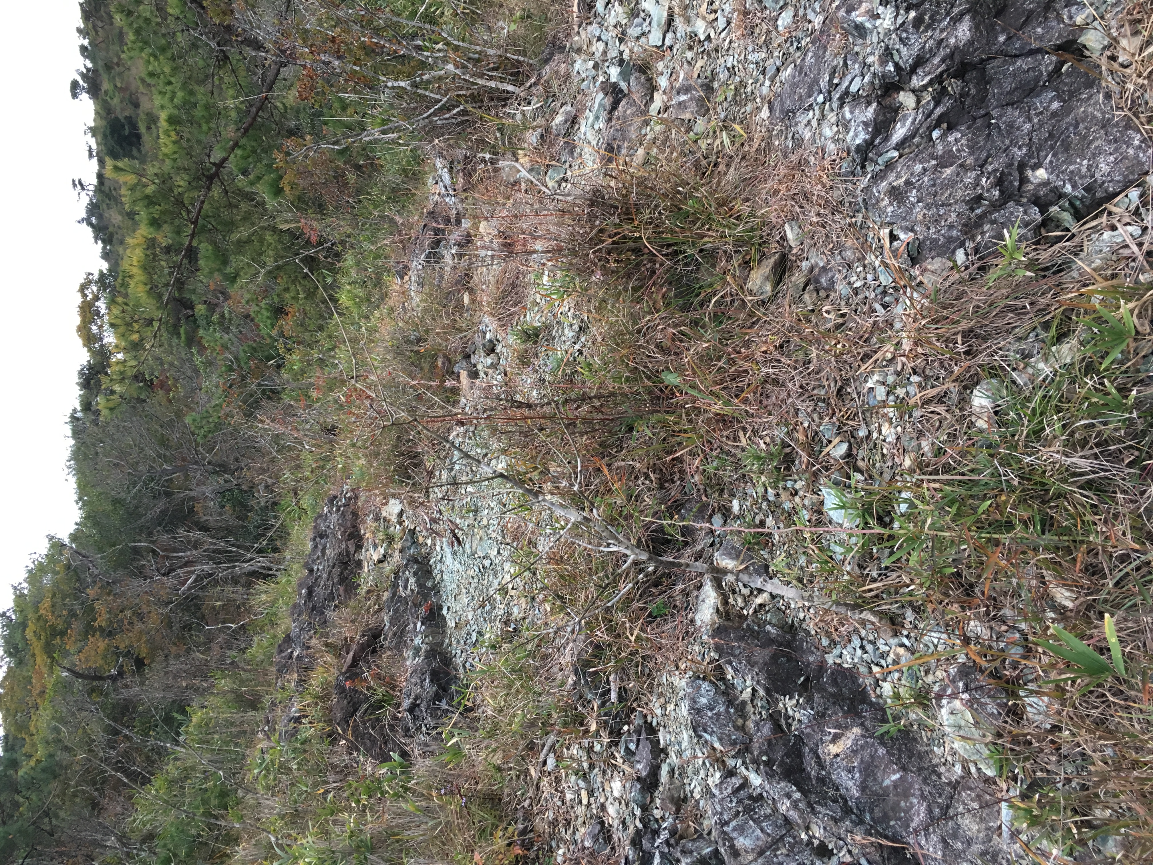 青みを帯びてつややかな蛇紋岩。蛇紋岩は風化して崩れやすいため、サワシロギクの蛇紋岩型の調査のときは足場が悪く斜面を何度も滑る。周りと比べて植物が少ないがわかる。