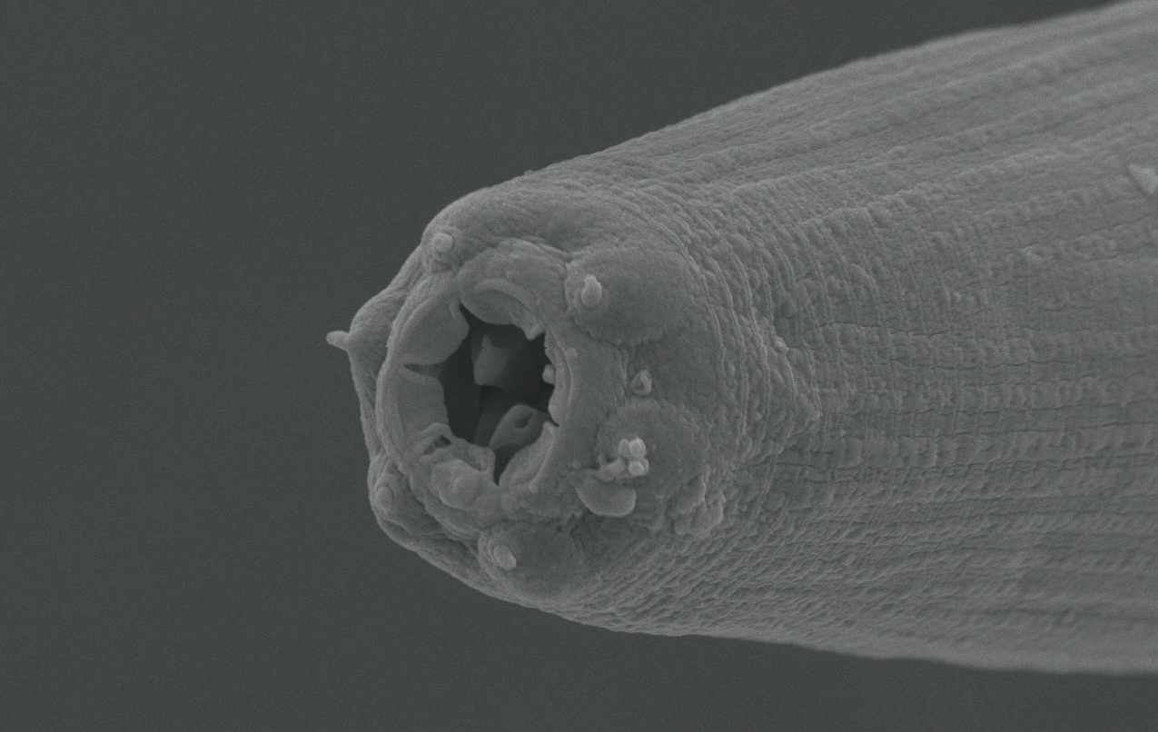 線虫Pristionchus pacificusの頭部の電子顕微鏡写真