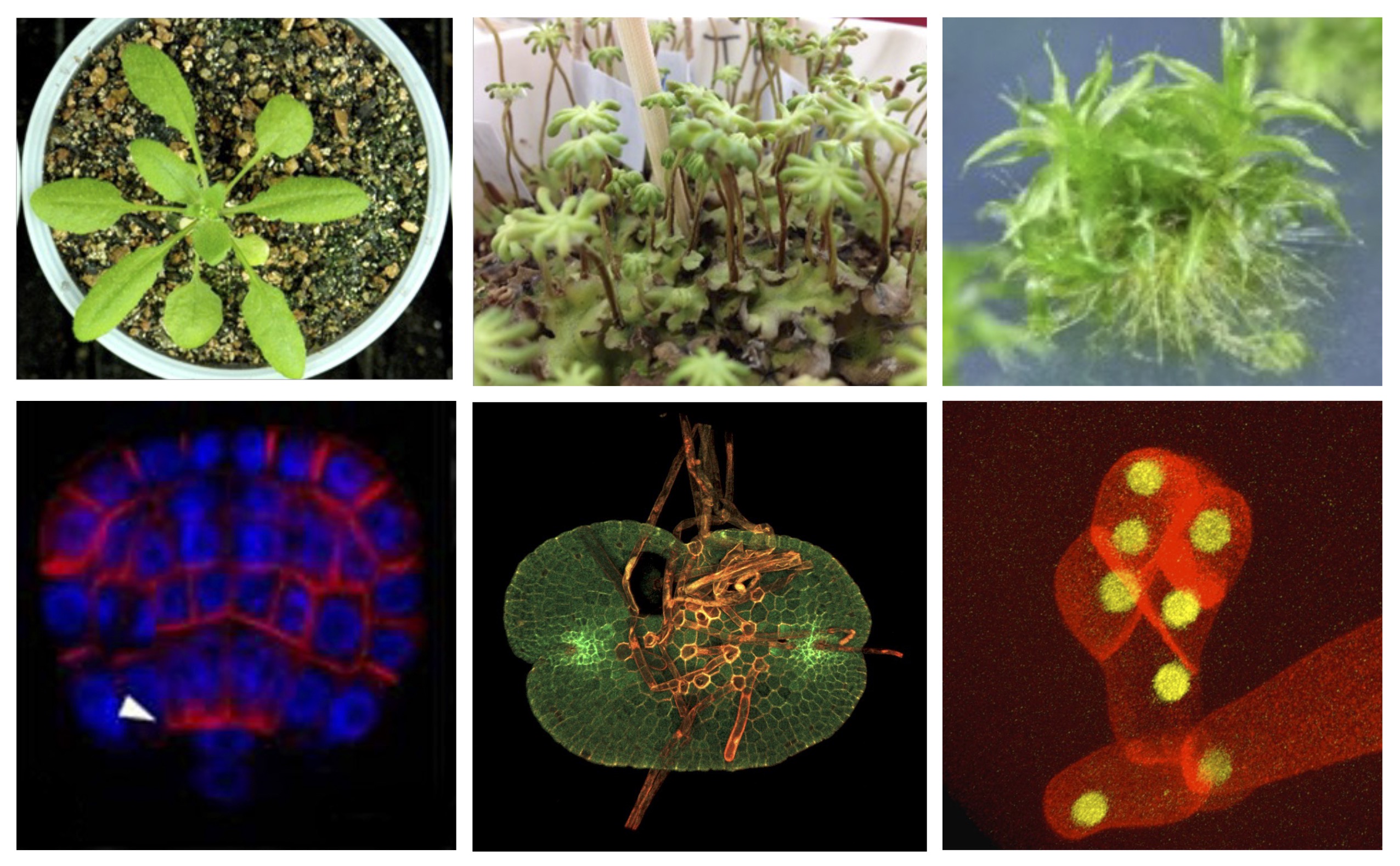 当研究室で扱っている植物の一例です。上段は植物の全体像で、左からシロイヌナズナ、ゼニゴケ、ヒメツリガネゴケです。下段は、左から胚発生、無性芽の発生、茎葉体の発生初期の共焦点レーザー顕微鏡画像です。オーキシンの輸送に関わるPINなどの、発生において必要なタンパク質の発生過程における局在部位を示しています。日々、植物の発生メカニズムについて共焦点レーザー顕微鏡を用いたりして研究を行っています。