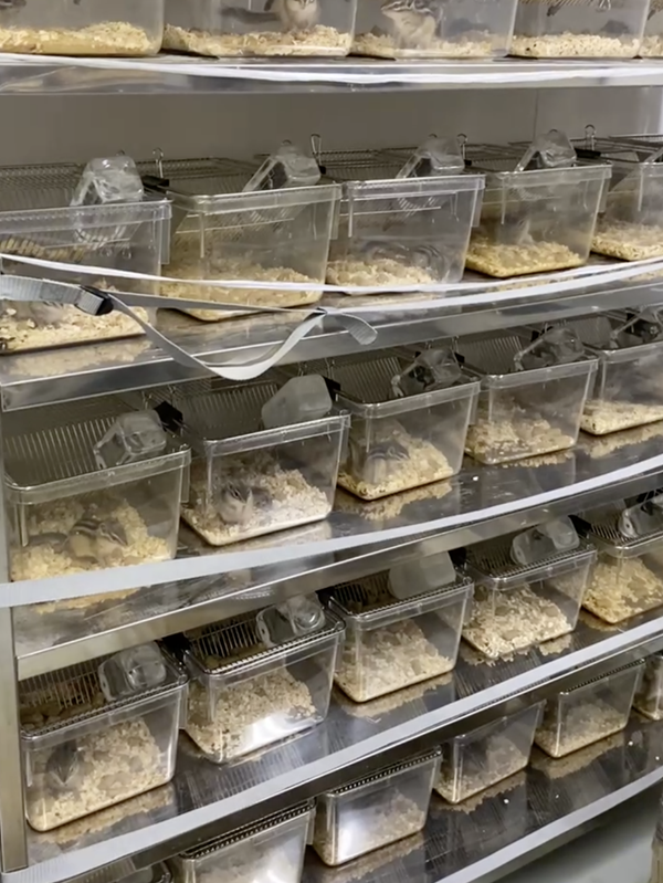 冬眠の分子メカニズムを明らかにする研究に用いられているシマリス。すべての飼育・観察は、大学の動物実験委員会の承認を得て、法令・ガイドラインに基づき適正に行われています。