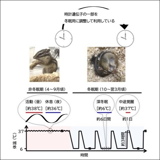シマリスの冬眠と体温
シマリスは冬眠期になると、「深冬眠」と「中途覚醒」を周期的に繰り返します。非冬眠期には、体温はヒトと同じように昼行性のリズムに合わせて変動しますが、冬眠期には体温が約6℃の深冬眠状態と約37℃の中途覚醒状態の間で急激に変化する特有のパターンを示します。