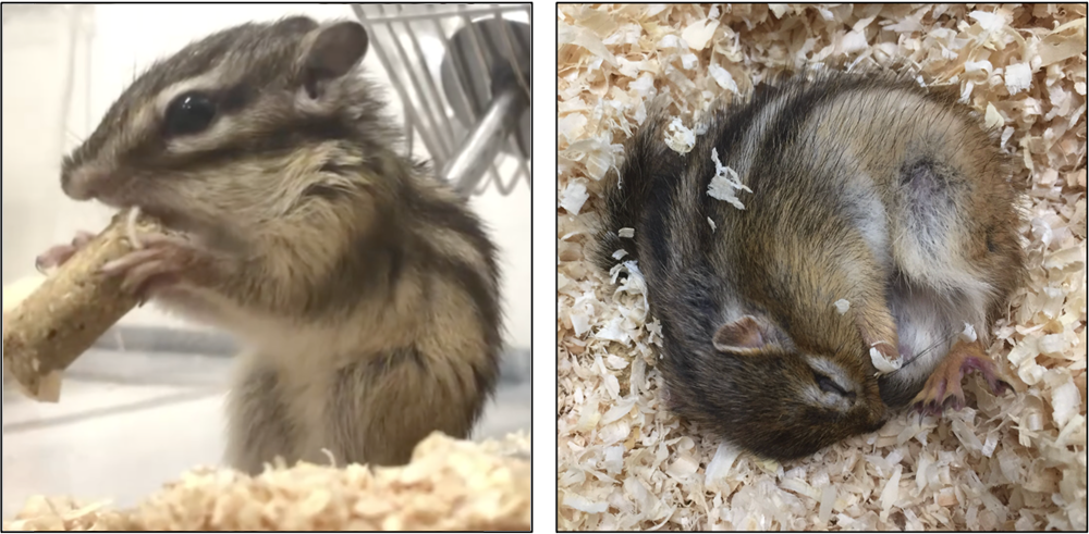 夏の活動時のシマリス（左）と冬の深冬眠時のシマリス（右）