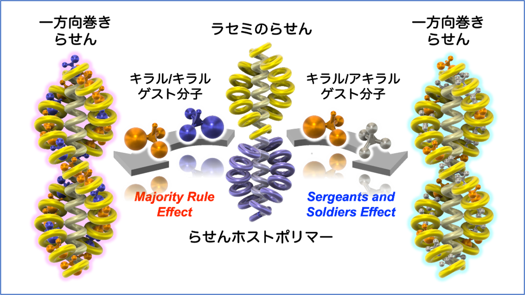 この図は、左右のらせん構造を持つ高分子が、左右性を持つキラル分子と相互作用することで、らせんが左右いずれか一方向巻きに偏る「不斉増幅現象」を示しています。不斉増幅には、「多数決の法則（majority rule effect）」と「軍曹と兵士の法則（sergeants and soldiers effect）」があります。多数決の法則では、左右のキラル分子のうち、わずかに多い種類のキラル分子の構造に応じて、らせん構造が一方向に偏ります。一方、軍曹と兵士の法則では、多数のアキラル分子（兵士）が存在する中で少数のキラル分子（軍曹）の構造に応じてらせん構造が一方向に偏ります。これらの現象は、生命の起源におけるキラリティーの偏りを理解するうえで、重要な手がかりとなる可能性があります。