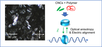 円盤状粒子の顕微鏡画像（左）粒子の向きを電場で制御できることを示した図（右）