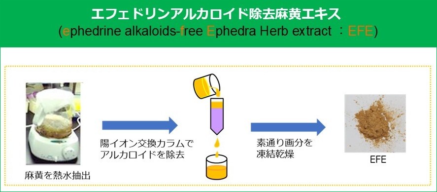 エフェドリンアルカロイド除去麻黄エキス（EFE）