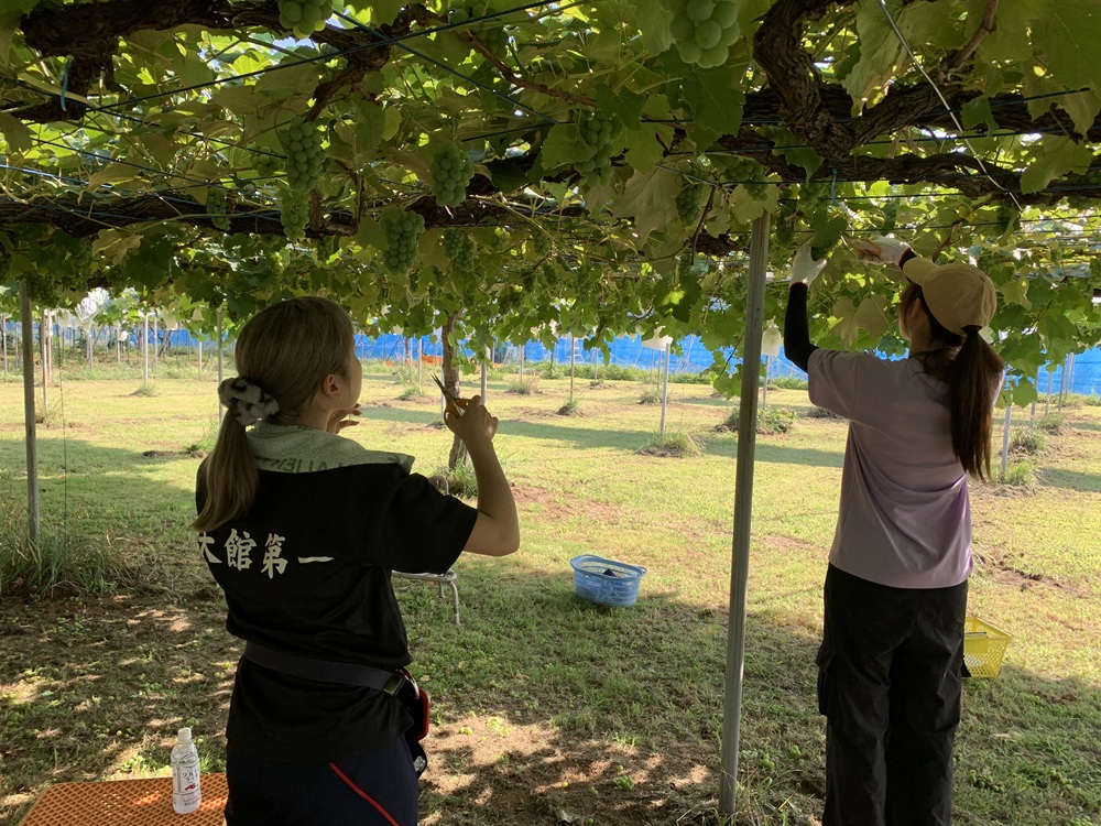 付属農場での実習の様子で、ぶどうの栽培作業に取り組んでいるところです。実際に体験することが貴重な学びへと繋がっていきます。
