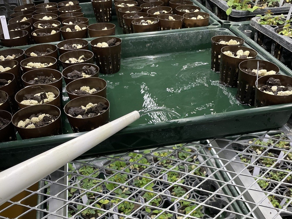 研究室の学生が携わっている園芸産業の実証事業での作業の様子です。当学部では、こうした園芸産業について多角的に学ぶ機会が提供されています。