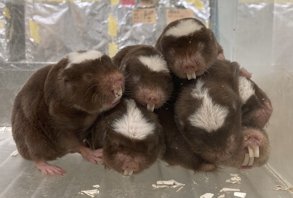 ハダカデバネズミの近縁種であるダマラランドデバネズミの飼育・研究も行っています。こちらも長寿命な動物です。