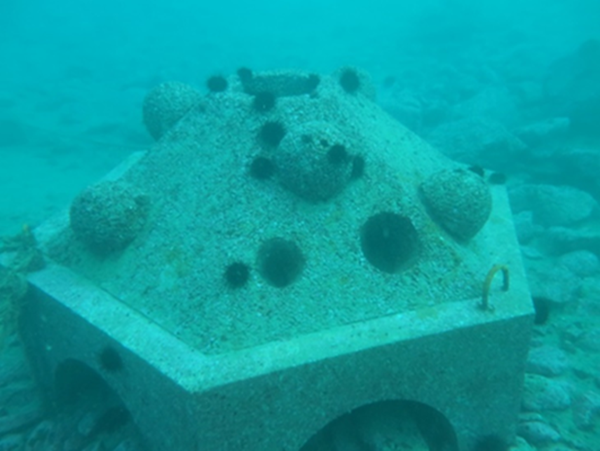 藻場造成のための構造物に集まるウニ