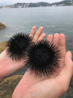 フランスの地中海沿いで採集したヨーロッパムラサキウニParacentrotus lividus。ヨーロッパのウニ研究者はこの種をモデル生物として利用しています。出張や学会発表でいろいろな国にいくたび、海岸でウニがいないか見て回るのも楽しいです。