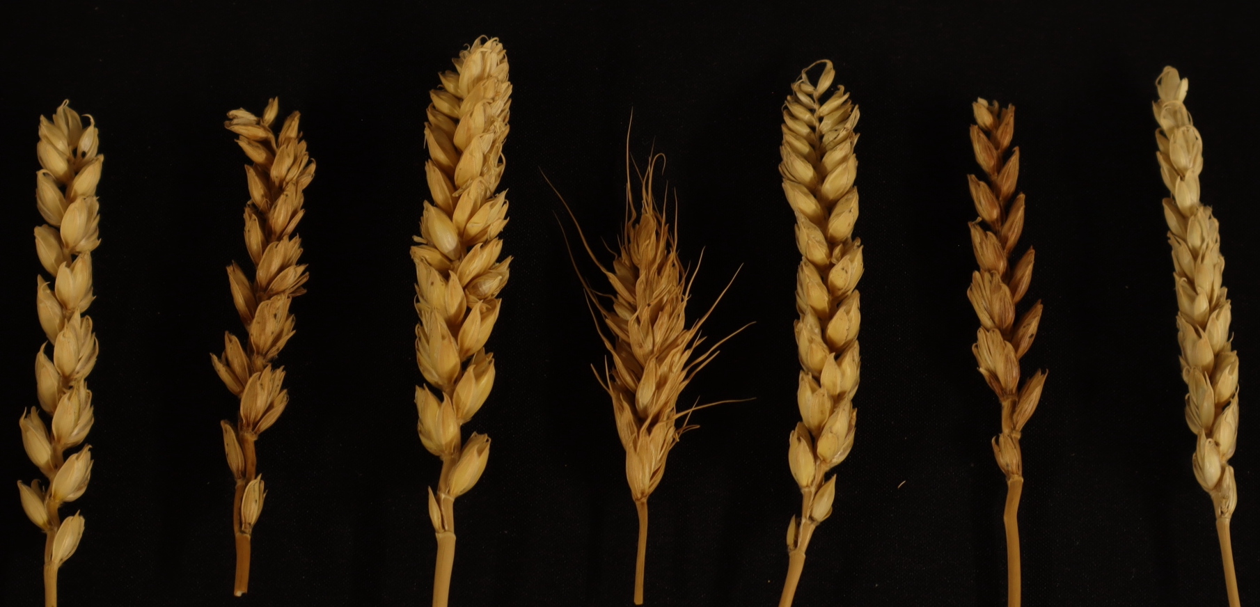 遺伝子量補正の研究に用いるコムギ系統群です。どの染色体を失うかによって穂の形態にも差がみられます。