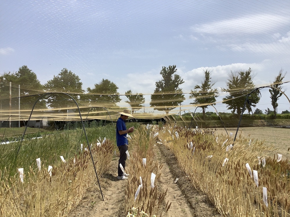圃場作業の様子です。白く見えるのは交配袋です。