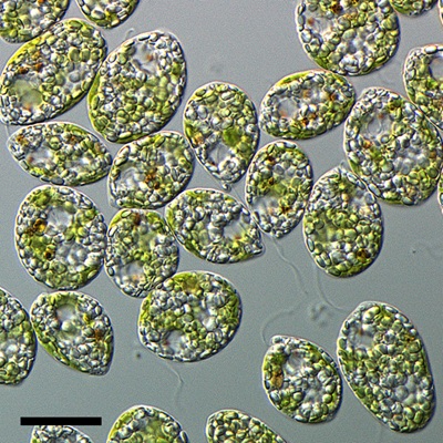 愛するユーグレナたちです！