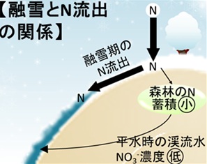 渓流水NO₃⁻濃度形成への積雪の寄与を示す概念図。雪と一緒に降ったNは雪中に留まり、春の雪解けとともに一気に流出して生態系に取り込まれないため、平水時（降雨や融雪などのイベントがない通常時）の渓流水NO₃⁻濃度は低くなる可能性があります。