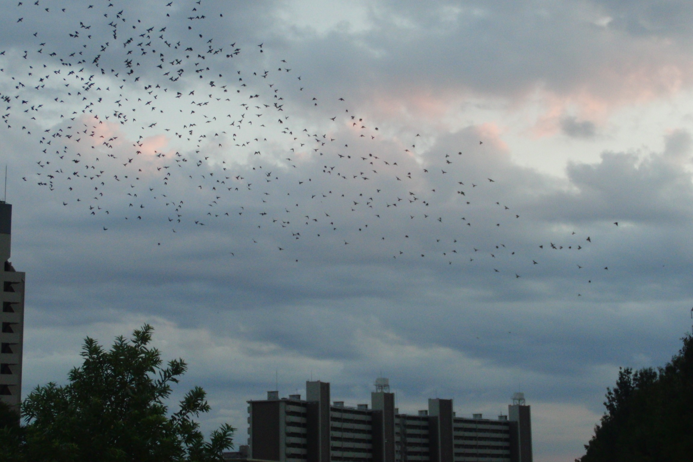 夕方、市街地の上空を飛んで集団ねぐらに向かうムクドリの群れ