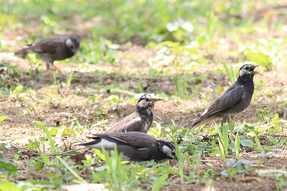 日中、地面で採食するムクドリの群れ