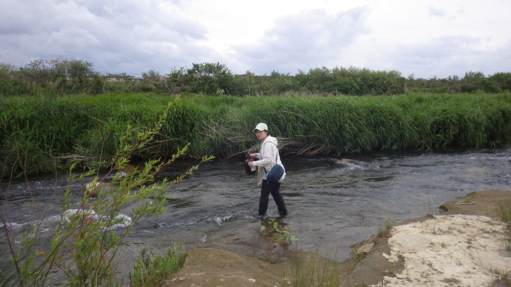 多摩川の水を採水中です。下水処理水から入ってくる化学物質も調べています。