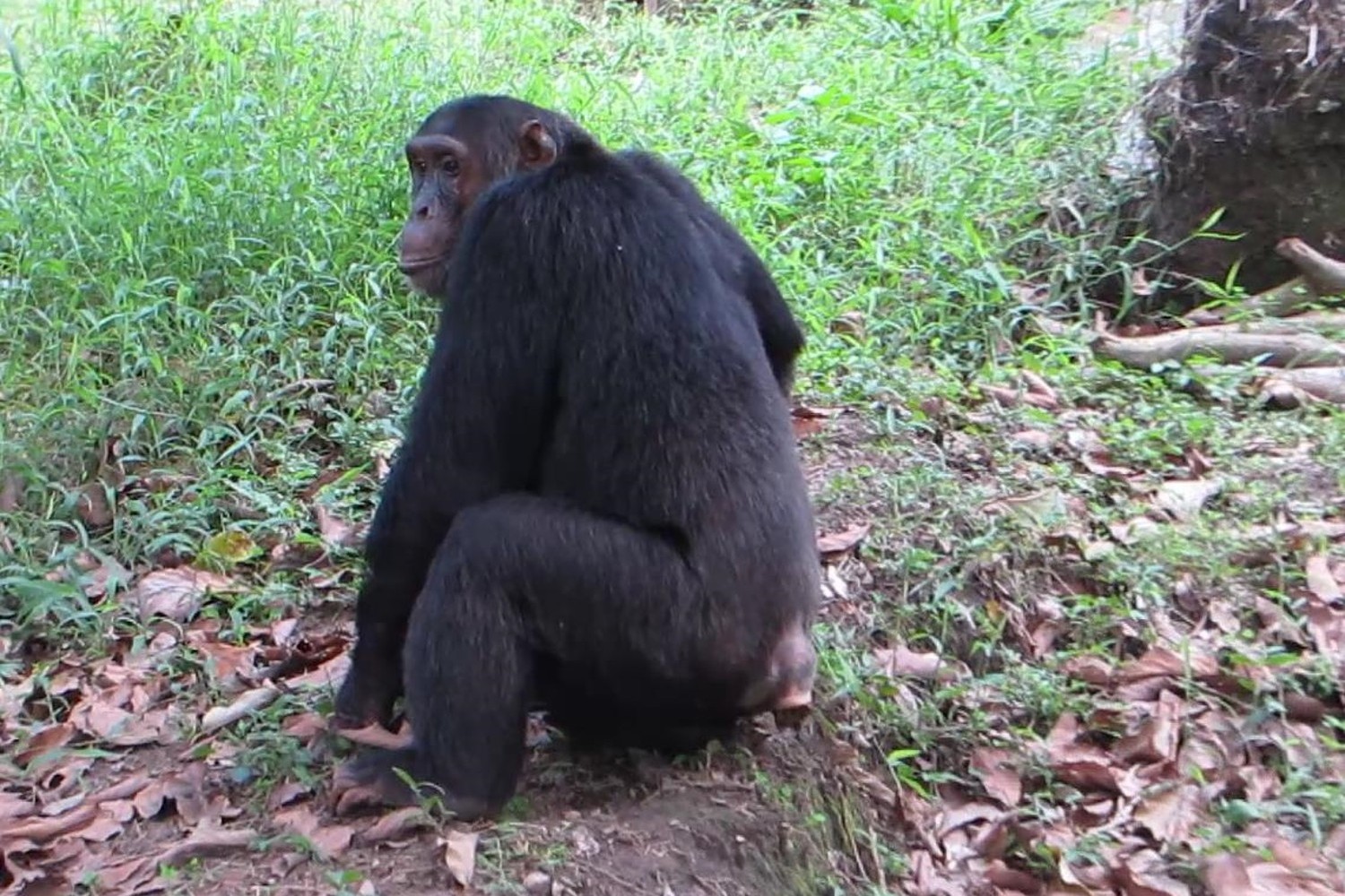 坂の下に向けて排便する、テディと名付けられたオトナオスのチンパンジー＠タンザニア連合共和国・マハレ山塊国立公園