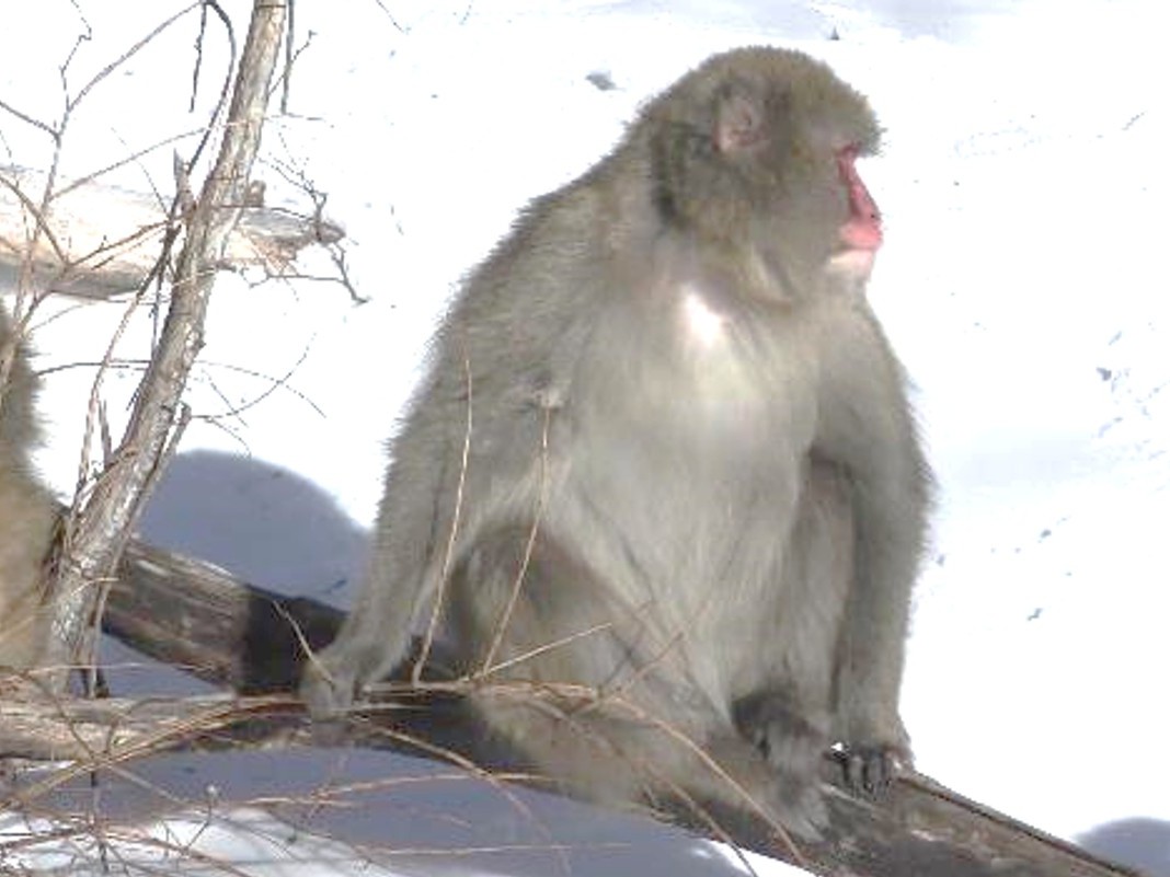 倒木の上から排便するニホンザル（まだ顔の識別ができていないので名前はわかりません）＠冬の上高地