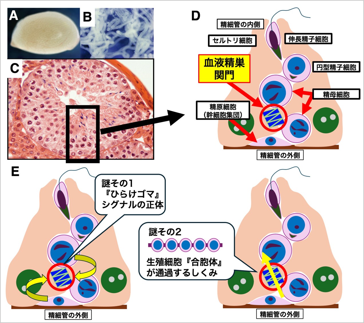 A：マウスの精巣。 B：精巣の中には精細管という直径100µmほどの細い管が折りたたまれて収容されている。その中で精子形成が行われる。C：精細管の断面. 細胞核を濃い紫、細胞質を薄いピンクで染めて観察している。管の中にはさまざまな成熟度の生殖細胞が、規則正しく配列されている。 

D：Cの写真の解説図。外側には未熟な精原細胞（精子幹細胞を含む細胞集団）が存在し、減数分裂を始めて精母細胞になると血液精巣関門を通過し、円型精子細胞となる。この細胞はさらに変態を起こして伸長精子細胞となる.。

E：解きたい謎の図説。解明したい謎その1：生殖細胞がセルトリ細胞にはなつ『ひらけゴマ！』シグナルの正体をあきらかにし、それを人工的に操作することで、血液精巣関門を開閉できるか？　解明したい謎その2：血液精巣関門が、水や分子をも通さないバリア機能を維持したまま、生殖細胞同士が繋がった巨大な合胞体を通過させる、という矛盾を成立させる仕組みとはどのようなものか？